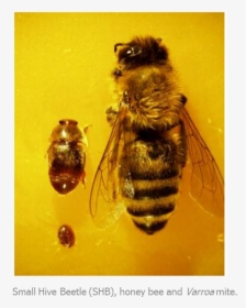 Bee Shb Varroa - Honeybee, HD Png Download, Transparent PNG