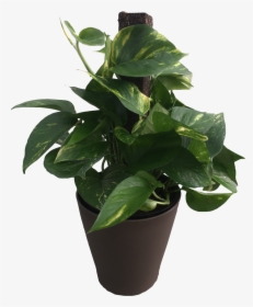 6 In Premium Foliage Pothos Totem Pole - Flowerpot, HD Png Download, Transparent PNG