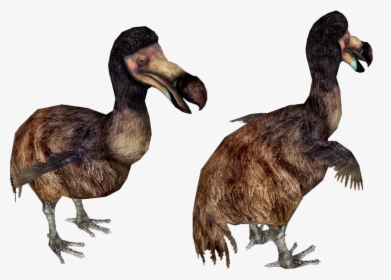 Dodo Running, HD Png Download, Transparent PNG