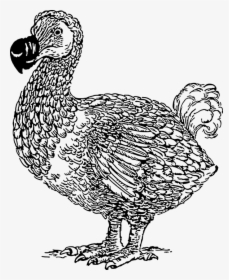 Animal, Bird, Dodo, Extinct, Flightless, Mauritius - Dodo Bird Line Art, HD Png Download, Transparent PNG