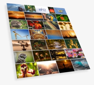Collage, HD Png Download, Transparent PNG