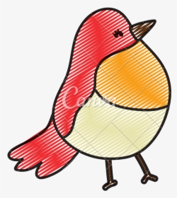 Doodle Beauty Tropical Bird Exotic Animal - Cartoon, HD Png Download, Transparent PNG