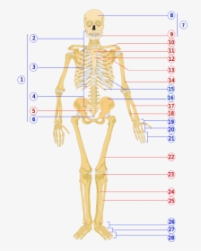 Human Skeleton Front Numbered - Unlabeled Human Skeleton, HD Png Download, Transparent PNG