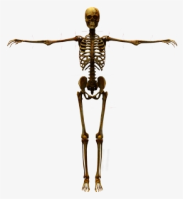 Human Skeleton Human Body - 3d Skeleton Png, Transparent Png, Transparent PNG