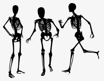 Human Bone Png - Skelett Png, Transparent Png, Transparent PNG