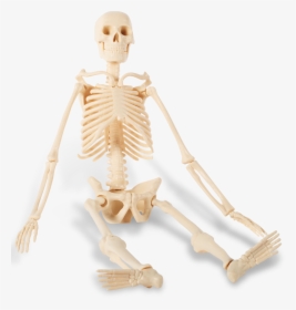 Human Skeleton - Transparent Background Sitting Skeleton, HD Png Download, Transparent PNG