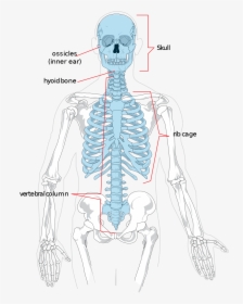 Diagram Of Axial Skeleton, HD Png Download, Transparent PNG