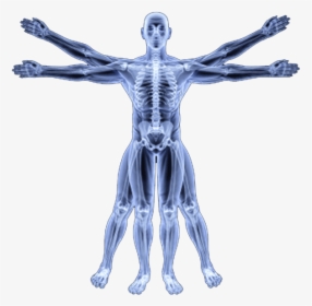 Human Skeleton Png - Vitruvian Man Skeleton Png, Transparent Png, Transparent PNG