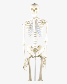 Eisco Basic Human Skeleton Model - Human Skeleton Model, HD Png Download, Transparent PNG
