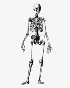 Transparent Skeleton Clipart - Anatomy Human Skeleton Drawing, HD Png Download, Transparent PNG