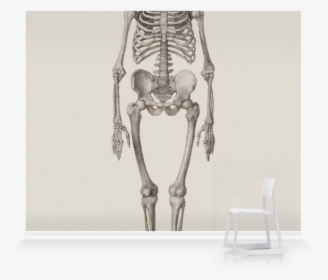 Human Skeleton Art, HD Png Download, Transparent PNG