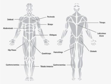 Antagonistic Muscle Action - Muscular System Black And White, HD Png Download, Transparent PNG