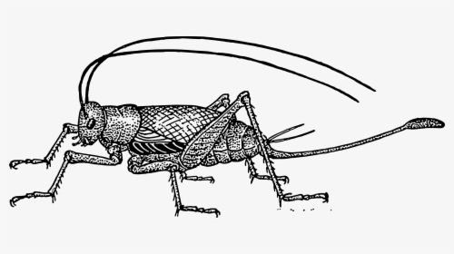 Cricket Clipart Black And White - Characteristics Of Crickets, HD Png Download, Transparent PNG