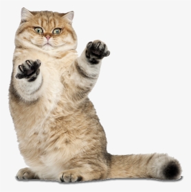 Transparent Funny Cat Png - Transparent Cute Cat Png, Png Download, Transparent PNG