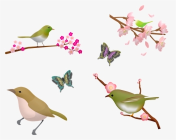 Birds, Sakura Blossom, Cherry Blossom, Butterfly - Sakura Bird, HD Png Download, Transparent PNG