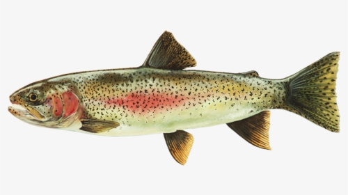 Rainbow Printable 2 - Coastal Cutthroat Trout, HD Png Download, Transparent PNG