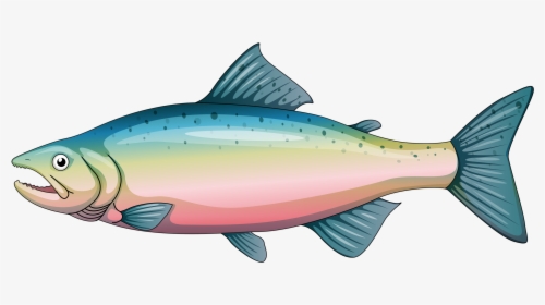Cartoon Rainbow Trout Clipart , Png Download - Clipart Trout, Transparent Png, Transparent PNG