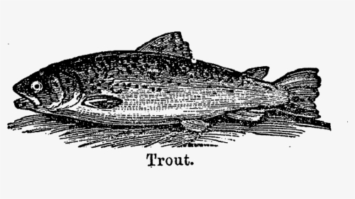 Lake Trout Clipart - Billfish, HD Png Download, Transparent PNG