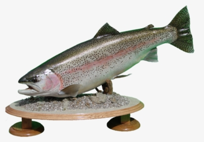 Rainbow Trout Mount - Coastal Cutthroat Trout, HD Png Download, Transparent PNG