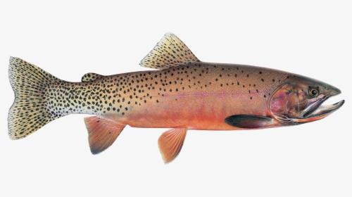 Montana State Fish, HD Png Download, Transparent PNG