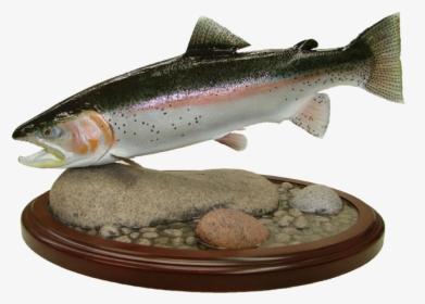 Rainbow Trout Mount - Coastal Cutthroat Trout, HD Png Download, Transparent PNG