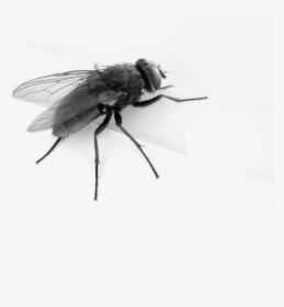 Download This High Resolution Fly In Png - Transparent Background Fly Gif, Png Download, Transparent PNG