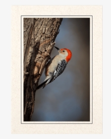 Red Bellied Woodpecker, HD Png Download, Transparent PNG