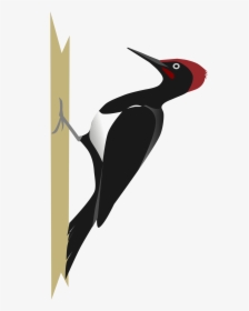 Woodpecker Png - Woodpecker Clipart Png, Transparent Png, Transparent PNG