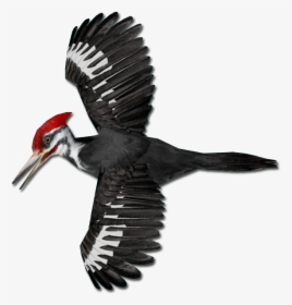 Woodpecker Png - Pileated Woodpecker Woodpecker Png, Transparent Png, Transparent PNG