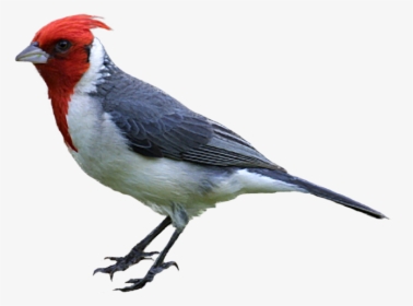 Woodpecker Png - Bird Clipart Realistic, Transparent Png, Transparent PNG