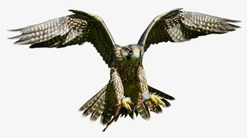 Bald Eagle Bird Hawk - Eagle, HD Png Download, Transparent PNG