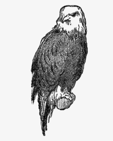Bird Eagle Digital Image - Falcon, HD Png Download, Transparent PNG