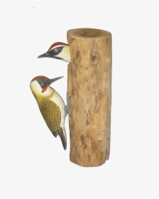Log In To Your Account - Northern Flicker, HD Png Download, Transparent PNG