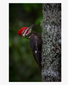Pileated Woodpecker, HD Png Download, Transparent PNG