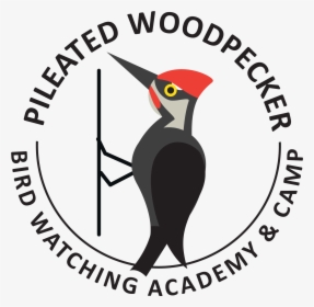 Pileated Woodpecker Picture - Gambar Pin Nabi Muhammad, HD Png Download, Transparent PNG