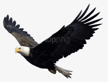 Bald Eagle Png Free - Eagle Transparent Background, Png Download, Transparent PNG