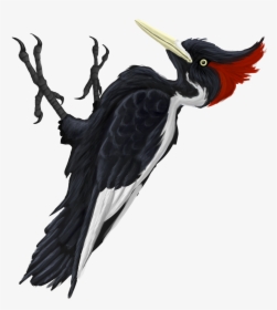 Ivory-billed Woodpecker, HD Png Download, Transparent PNG