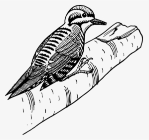 Line Art,cuckoo,coloring Book - Woodpecker, HD Png Download, Transparent PNG