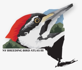Ny Breeding Bird Atlas, HD Png Download, Transparent PNG