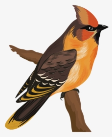 Bird Species Cartoon, HD Png Download, Transparent PNG