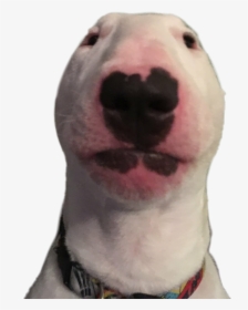 Walter Sticker - Nelson The Bull Terrier Png, Transparent Png, Transparent PNG