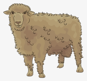 Sheep, HD Png Download, Transparent PNG