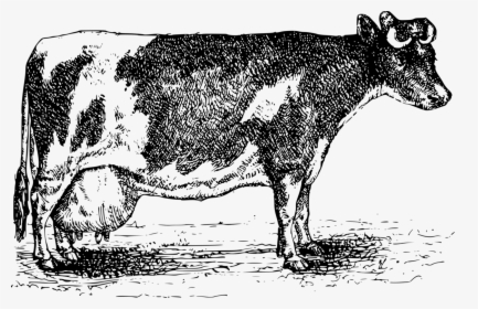 Transparent Dairy Cow Png - Cattle, Png Download, Transparent PNG