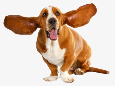 Basset Hound Puppy Dog Breed Stock Photography - Basset Hound, HD Png Download, Transparent PNG