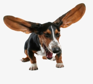 Basset Hound Png Transparent Images - Sneezing Pets, Png Download, Transparent PNG