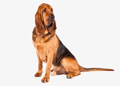 Transparent Basset Hound Png - Bloodhound Png, Png Download, Transparent PNG