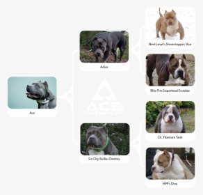 Ace Family Chart Horizontal-01 - Olde English Bulldogge, HD Png Download, Transparent PNG