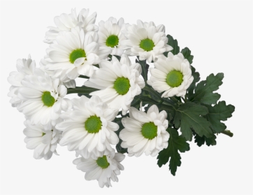 Sp My White 3d2 - Oxeye Daisy, HD Png Download, Transparent PNG