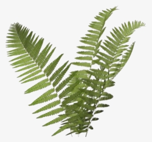 Overlay, Png, And Tumblr Image - Transparent Background Fern Transparent, Png Download, Transparent PNG