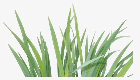 Image By Veronicalovesart - Grass, HD Png Download, Transparent PNG
